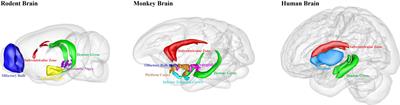 Non-engineered and Engineered Adult Neurogenesis in Mammalian Brains